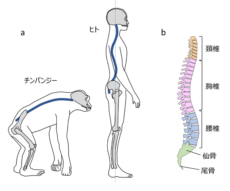 奈良市でオステオパシー整体いんちょうの気ままなブログ